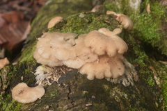 Pleurotus djamor roseus
