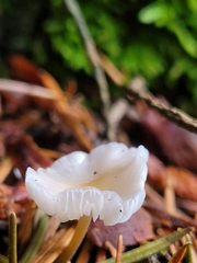 Strobilurus trullisatus