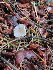 Strobilurus trullisatus