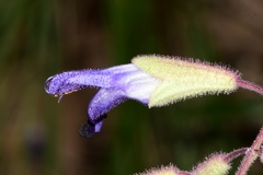 Salvia semiatrata