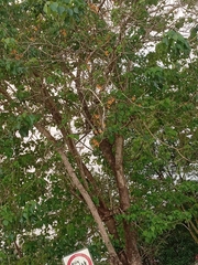 Gmelina arborea