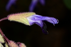Salvia semiatrata