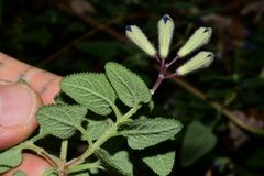Salvia semiatrata