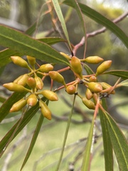 Eucalyptus cylindrocarpa