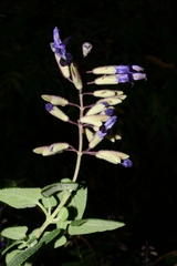 Salvia semiatrata
