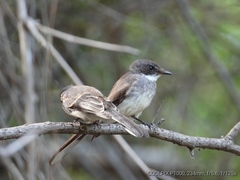 Rhipidura rufiventris