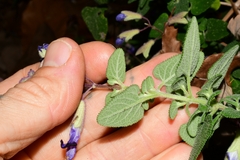 Salvia semiatrata