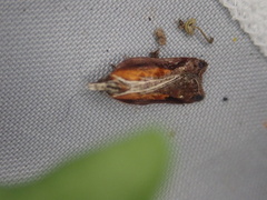 Acleris cristana