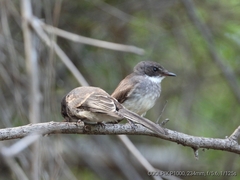 Rhipidura rufiventris