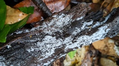 Costantinella