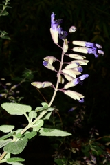 Salvia semiatrata