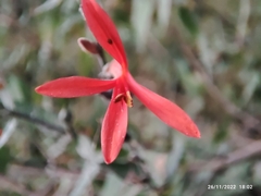 Anisacanthus quadrifidus