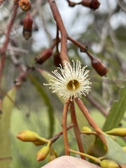 Eucalyptus cylindrocarpa