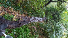 Costantinella