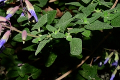 Salvia semiatrata