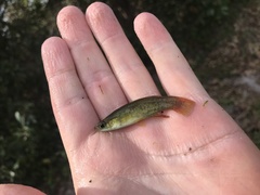 Fundulus chrysotus