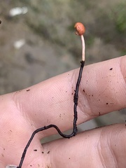 Ophiocordyceps