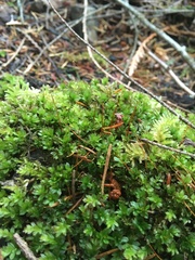 Mnium spinulosum