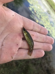 Fundulus chrysotus