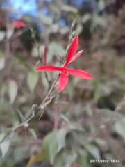 Anisacanthus quadrifidus