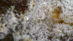 Costantinella