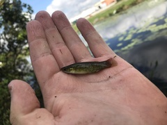 Fundulus chrysotus