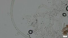 Costantinella