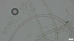 Costantinella