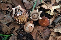 Geastrum morganii