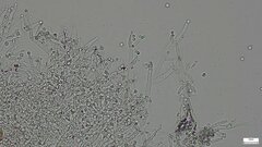 Costantinella