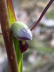 Orthoceras strictum