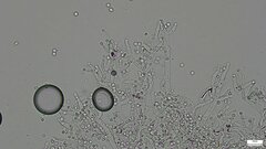 Costantinella