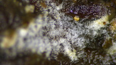 Costantinella