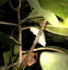 Boophis masoala