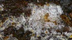 Costantinella