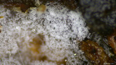 Costantinella