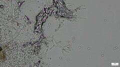 Costantinella