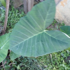 Xanthosoma sagittifolium