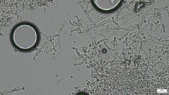 Costantinella