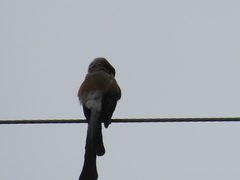 Dendrocitta formosae