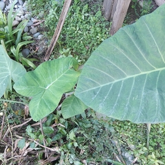 Xanthosoma sagittifolium