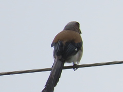 Dendrocitta formosae
