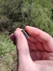 Lampetis cupreopunctata