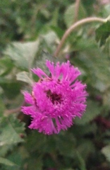 Centratherum punctatum