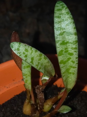 Ledebouria socialis