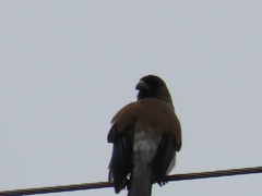 Dendrocitta formosae