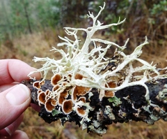 Fungi