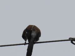 Dendrocitta formosae