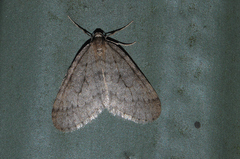 Operophtera fagata