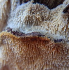 Radulomyces copelandii